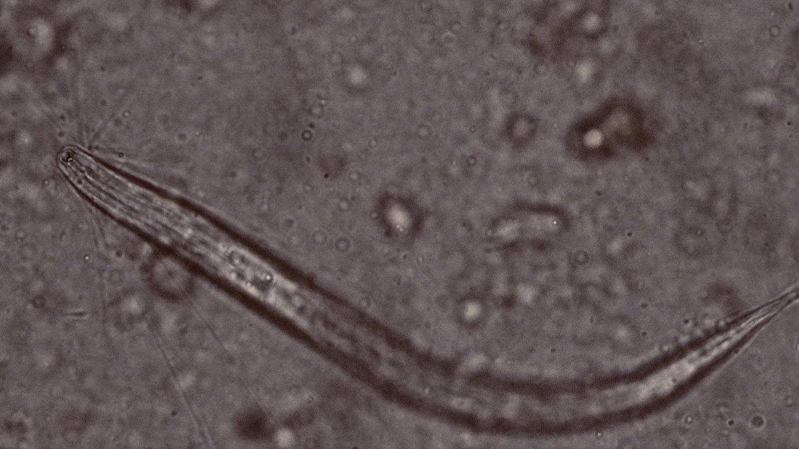 Beneficial nematode