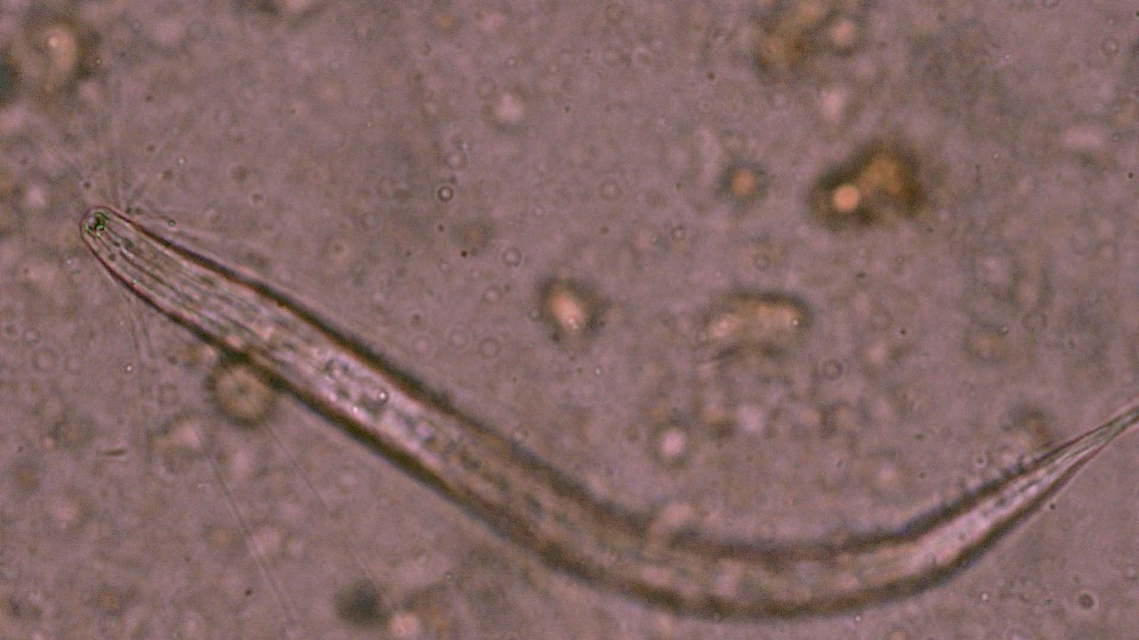 Nematode trapped by sticky fungal hyphae